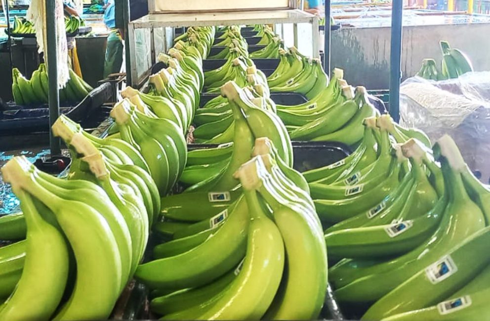 Exportación de Banano en buen avance en el Tercer Trimestre de 2024