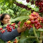 Avances de la producción de café en el ciclo agrícola 2021-2022 en Nicaragua