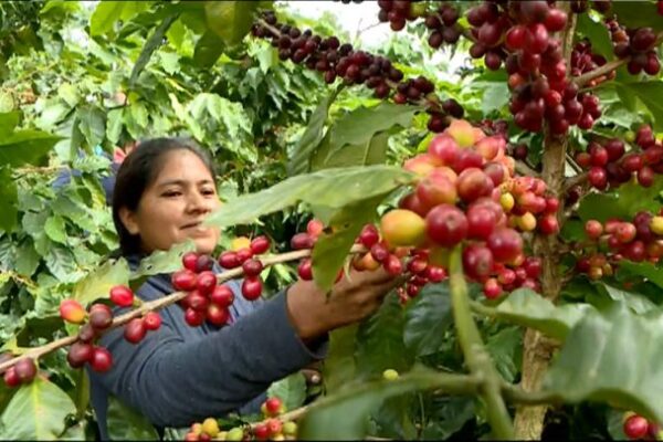 Avances de la producción de café en el ciclo agrícola 2021-2022 en Nicaragua