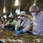 Gobierno constata trabajo de camaroneras en Nicaragua