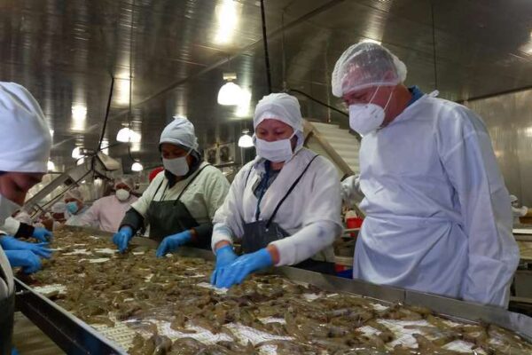 Gobierno constata trabajo de camaroneras en Nicaragua