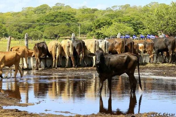 Nicaragua registra crecimiento de 9.6 por ciento de la producción de carne bovina