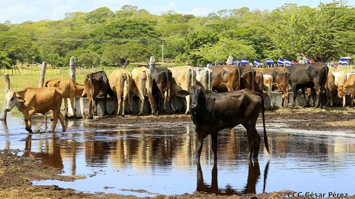 Nicaragua registra crecimiento de 9.6 por ciento de la producción de carne bovina