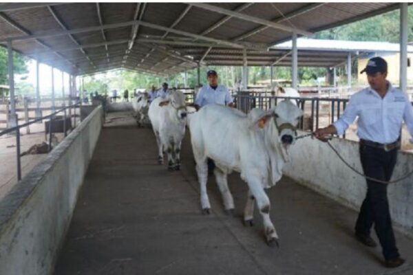 Finca Sebastián María trabaja en mejorar razas equinas