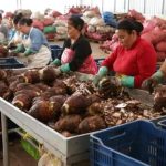 Sistema de Producción conoce experiencia de empresa exportadora de raíces y tubérculos