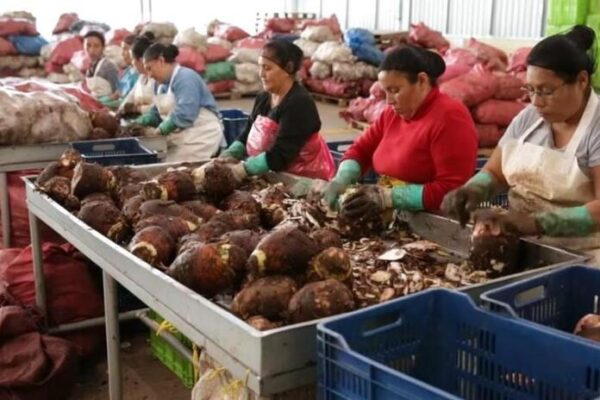 Sistema de Producción conoce experiencia de empresa exportadora de raíces y tubérculos
