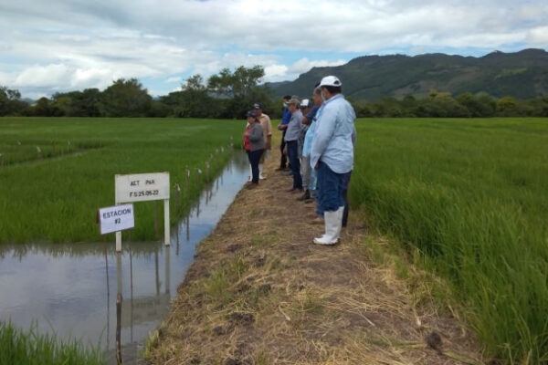 Nueva variedad de arroz de riego en Nicaragua