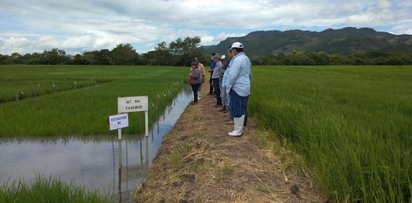 Nueva variedad de arroz de riego en Nicaragua