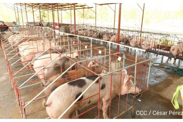 Producción de carne porcina avanza a buen ritmo