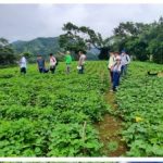 Nicaragua cuenta con nueva variedad de frijol