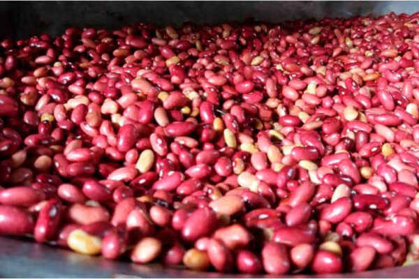 Cosecha de maíz y frijol rojo aumenta en Nicaragua