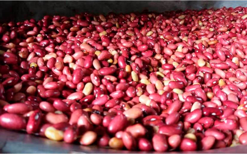 Cosecha de maíz y frijol rojo aumenta en Nicaragua
