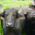 Intercambian experiencias sobre producción de búfalos de agua en Río San Juan