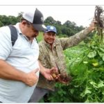 Incrementan producción de semilla de papa certificada
