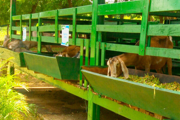 Nicaragua busca incrementar producción de ovinos y caprinos