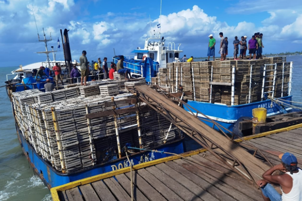 Inicia temporada de pesca de langosta en Nicaragua