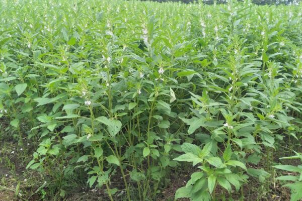 Nueva variedad de ajonjolí a disposición de los nicaragüenses