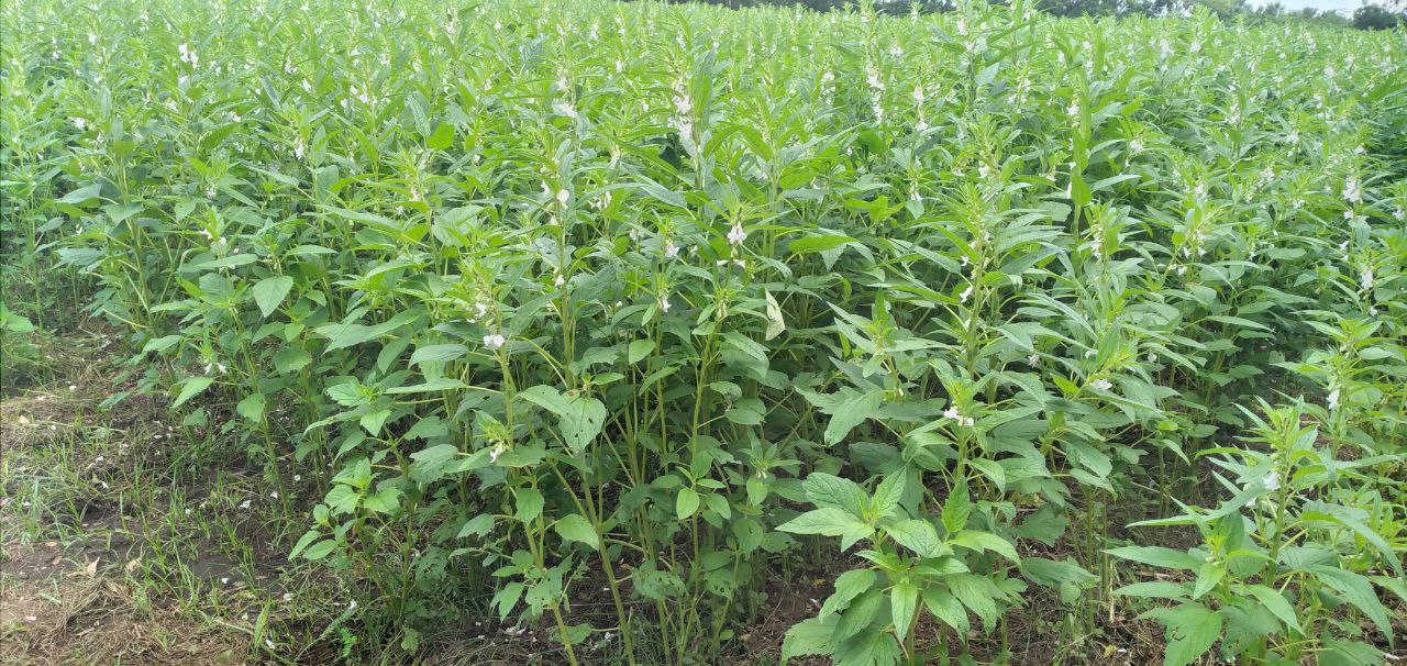 Nueva variedad de ajonjolí a disposición de los nicaragüenses