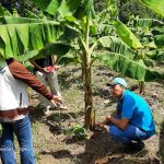 Productores adquieren técnicas para producir más plátanos en menos tiempo