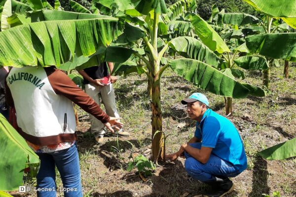 Productores adquieren técnicas para producir más plátanos en menos tiempo