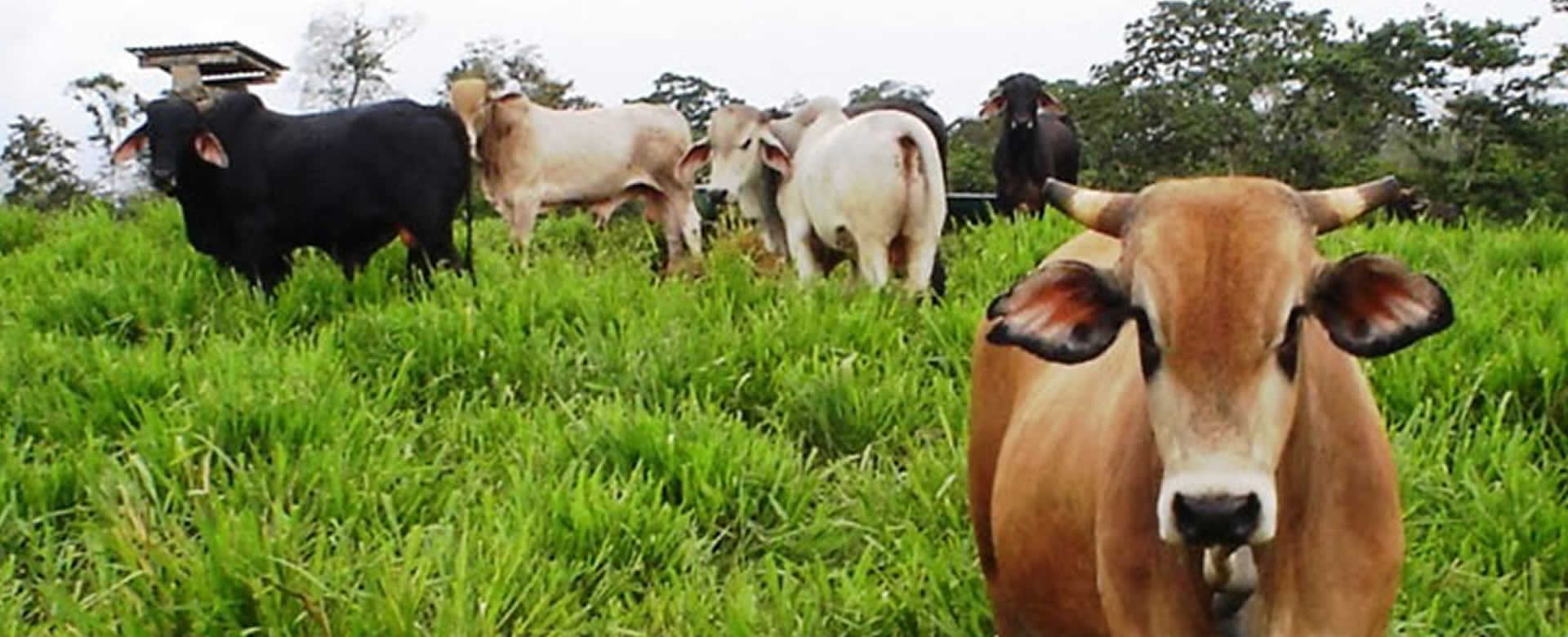 Nicaragua busca incrementar índices de producción de leche y carne