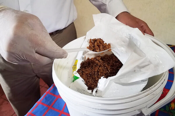 Casi 1 millón de nicaragüenses serán protegidos de la leptospirosis