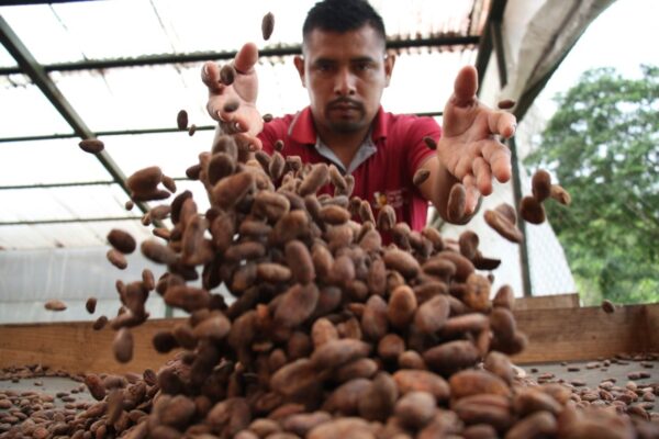 Cooperativa Flor de Dalia, fineza y aroma en el cacao