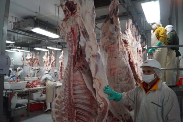 Industrial Comercial San Martín procesa anualmente 200 mil cabezas de ganado