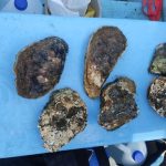 Inicia estudio científico de ostras en el Caribe Sur de Nicaragua