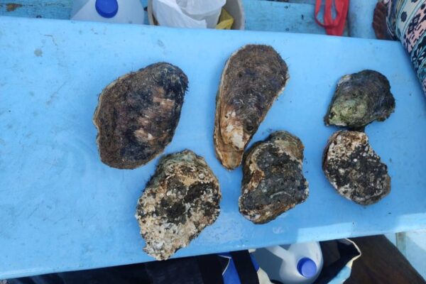 Inicia estudio científico de ostras en el Caribe Sur de Nicaragua