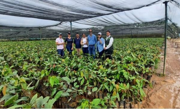 Caribe Norte se destaca por plantaciones agroforestales  de cacao fino
