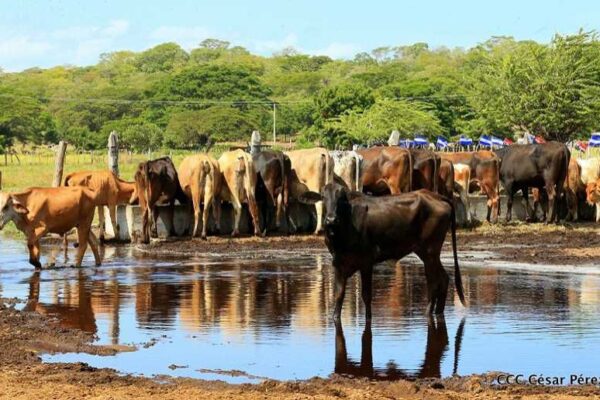 Nicaragua presenta potencial crecimiento de la ganadería bovina