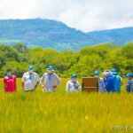 Nicaragua realiza importantes estudios del sector agropecuario