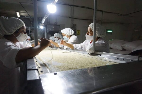 Central de Cooperativas del Campo destaca por su producción de ajonjolí