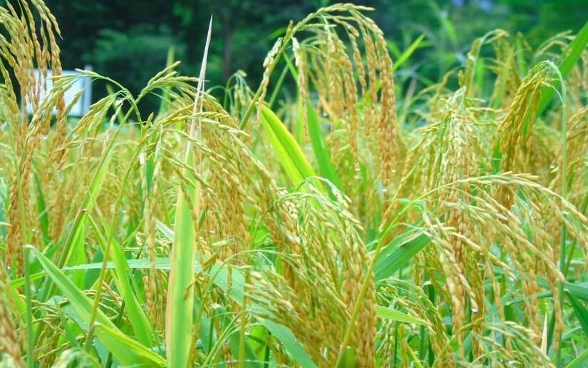 Primer ciclo 2022-2023 de arroz secano con buenos resultados