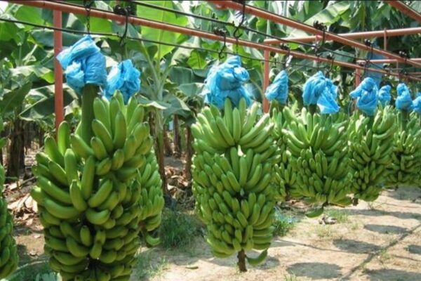 Nicaragua muestra significativo avance en producción de plátano y banano