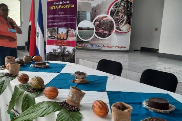 Nicaragua con 5 nuevas variedades de cacao