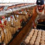 Crecimiento sostenido en producción nacional de carne de pollo y huevo