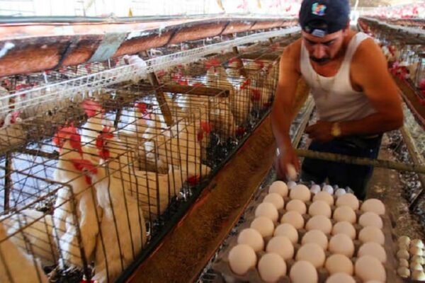 Crecimiento sostenido en producción nacional de carne de pollo y huevo