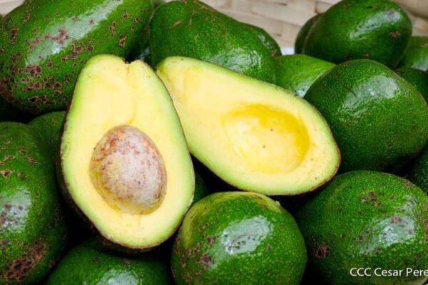Nicaragua incrementa  producción de piña, pitahaya, naranja y aguacate