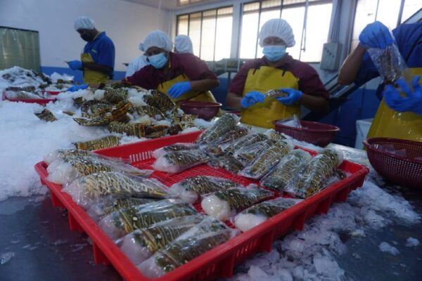 CAMPRESA se destaca por buen ritmo de exportación de mariscos
