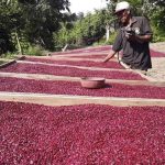 Crece producción nacional de maíz y frijol rojo en Nicaragua