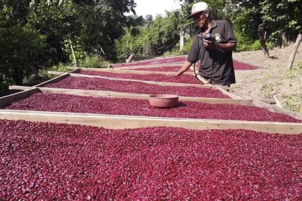 Crece producción nacional de maíz y frijol rojo en Nicaragua