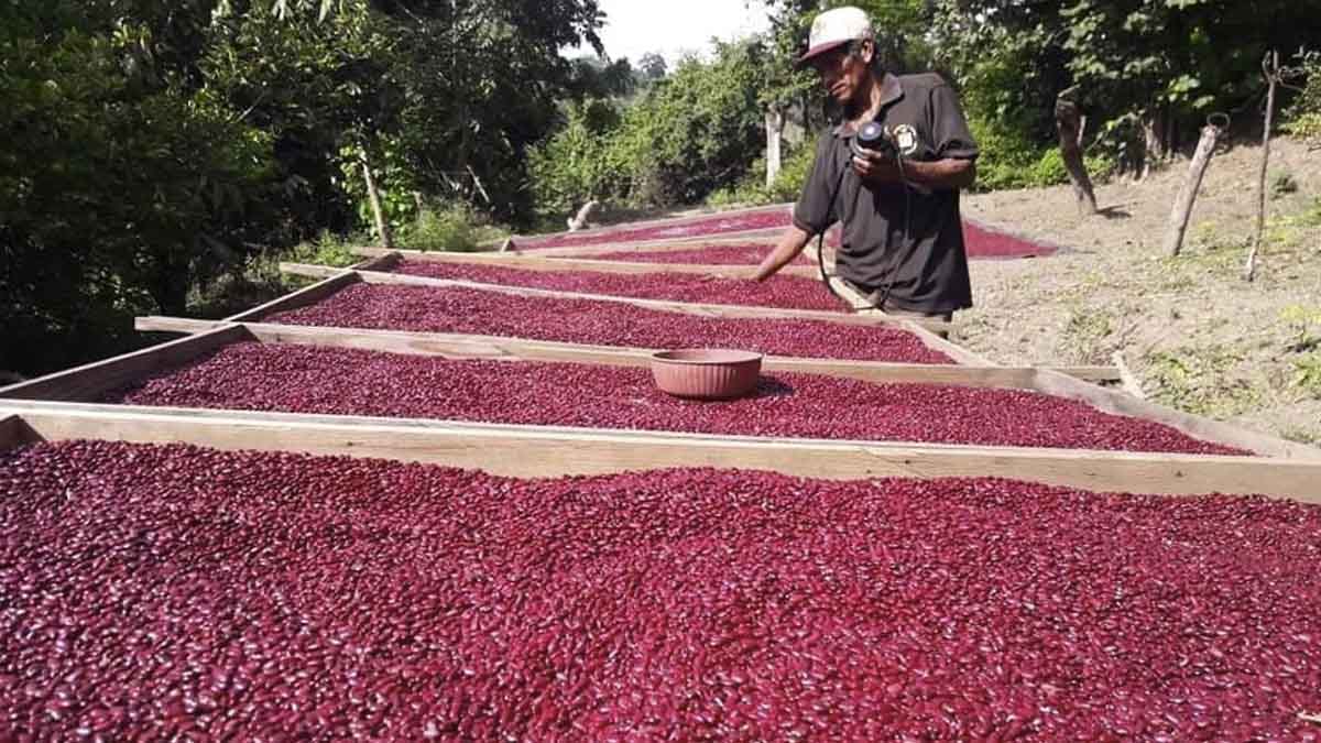 Crece producción nacional de maíz y frijol rojo en Nicaragua