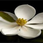 Hallan en Haití especie de magnolia que se creía extinta