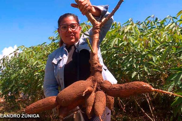 Aumenta producción nacional de yuca, malanga y quequisque en Nicaragua
