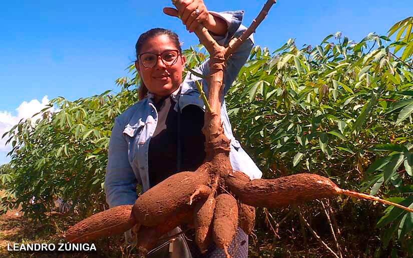 Aumenta producción nacional de yuca, malanga y quequisque en Nicaragua