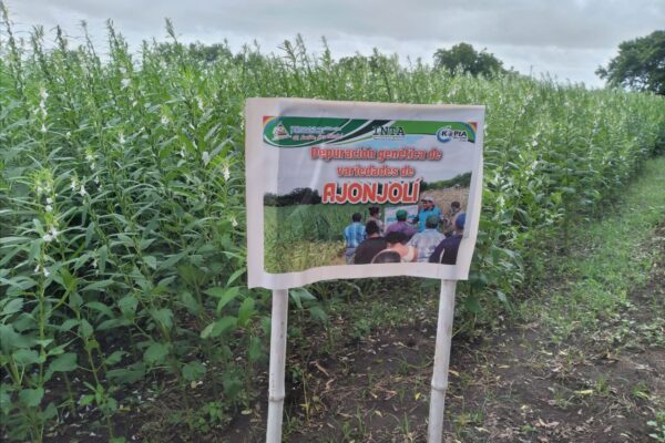 Nicaragua busca duplicar producción de ajonjolí