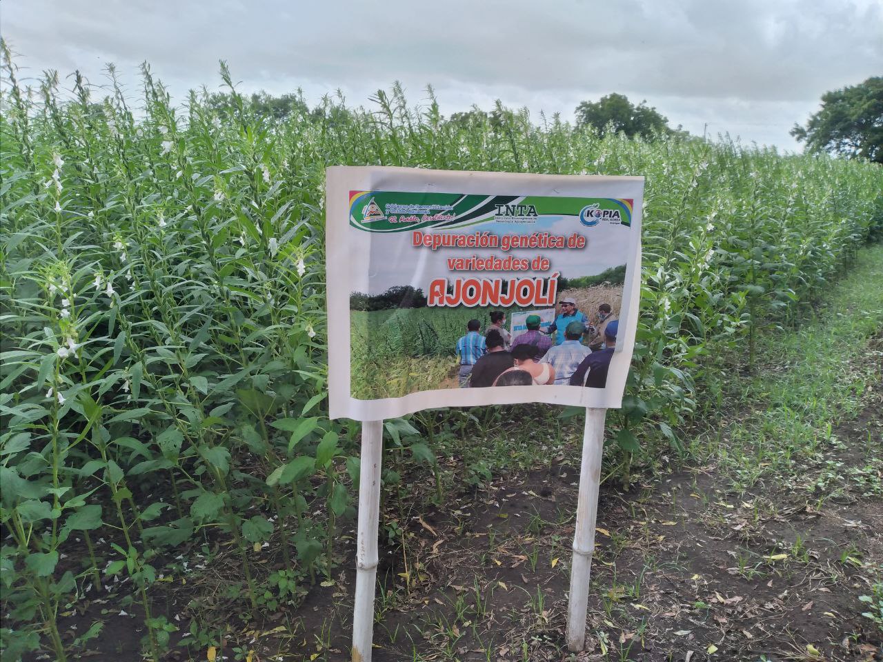 Nicaragua busca duplicar producción de ajonjolí