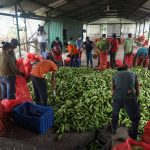 La Granja, empresa de plátanos que se posiciona en el mercado internacional